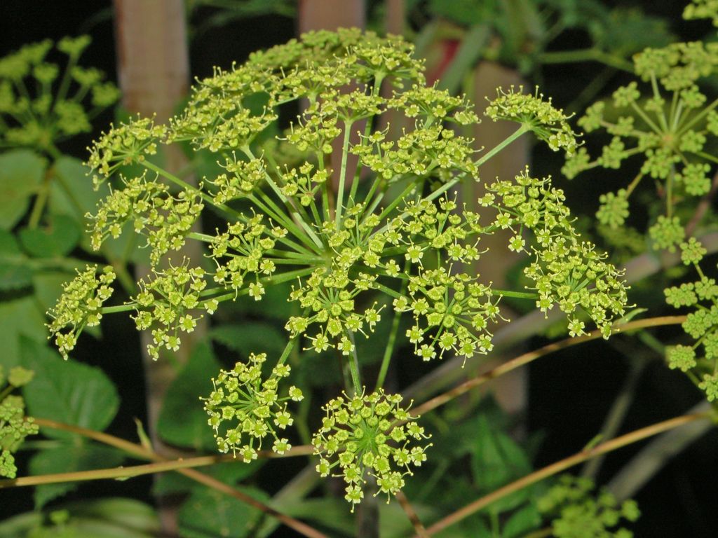 Tommasinia verticillaris / Imperatoria di Tommasini
